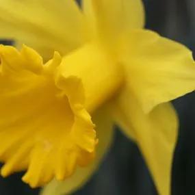 King Alfred Daffodil (Narcissus 'King Alfred') Hero Img